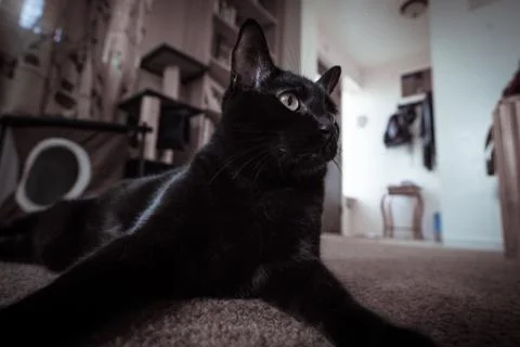 Black Cat Stock Photos
