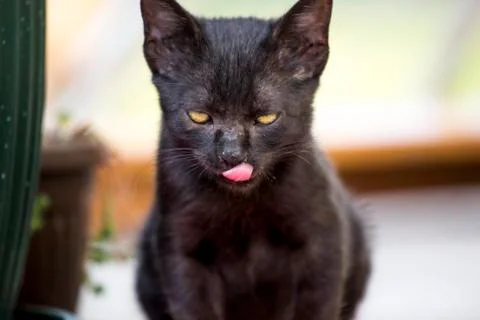 Black cat Stock Photos