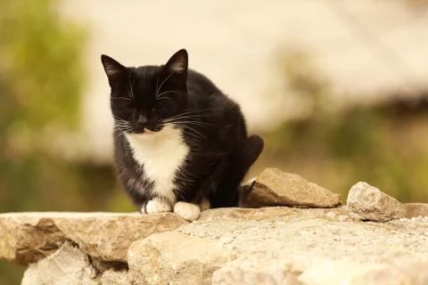 Black Cat Stock Photos