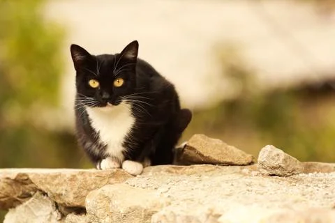 Black Cat Stock Photos