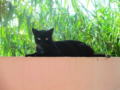 Black cat Stock Photos