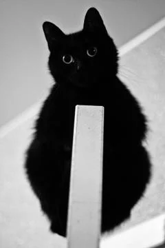 Black cat Stock Photos