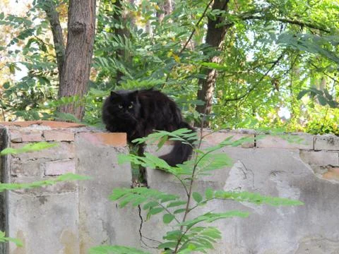 Black cat Stock Photos