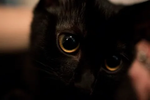 Black cat. Foto stock