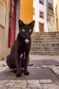 Black Cat Stock Photos