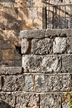 Black cat Stock Photos