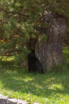 The black cat Stock Photos
