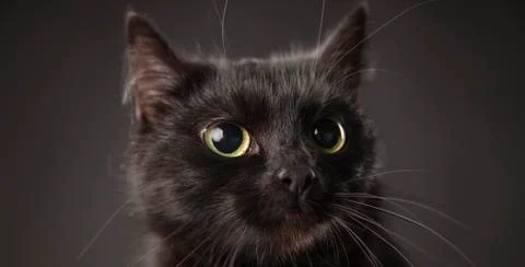 Black cat Stock Photos