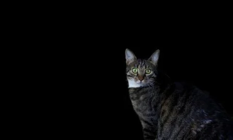 Black cat Stock Photos