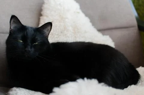 Black Cat Stock Photos
