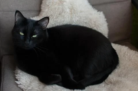 Black Cat Stock Photos