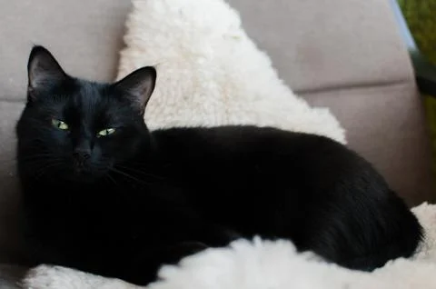 Black Cat Stock Photos