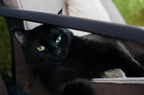 Black Cat Foto stock