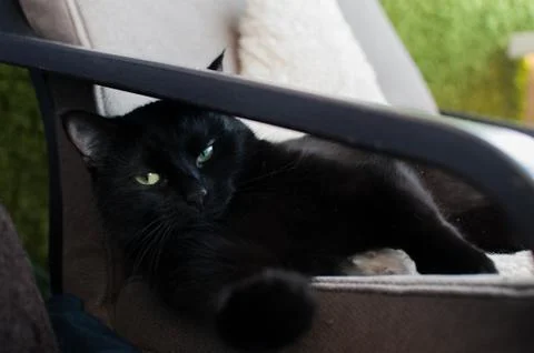 Black Cat Stock Photos