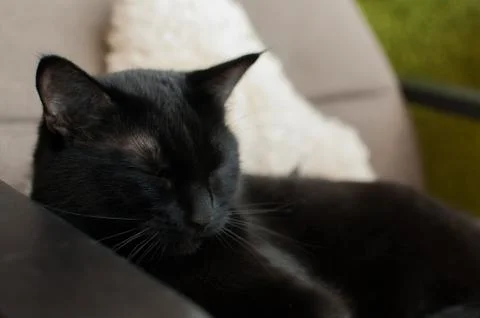 Black Cat Stock Photos