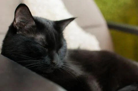 Black Cat Foto stock