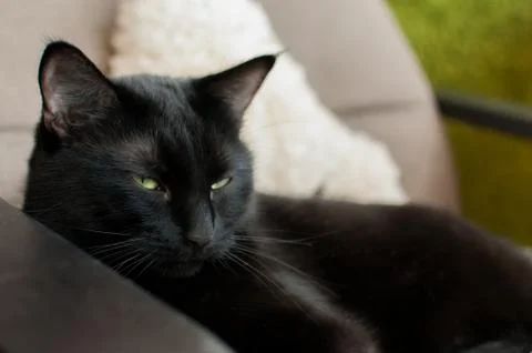 Black Cat Stock Photos