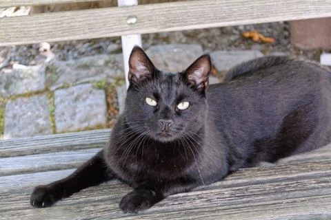 Black cat Stock-Fotos