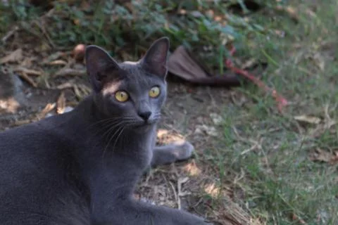 Black cat Stock-Fotos