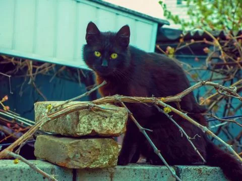 Black cat Stock Photos