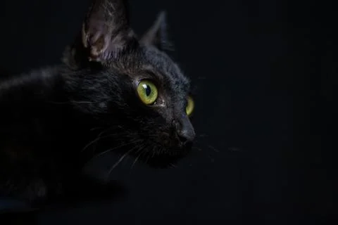 Black Cat Stock Photos