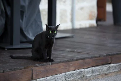 Black cat Stock Photos