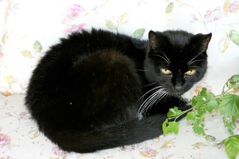 Black cat Stock Photos