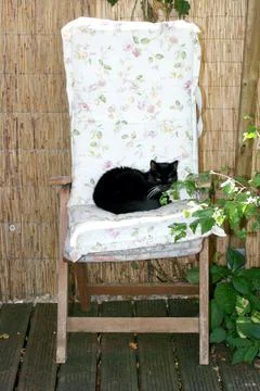 Black cat Stock Photos