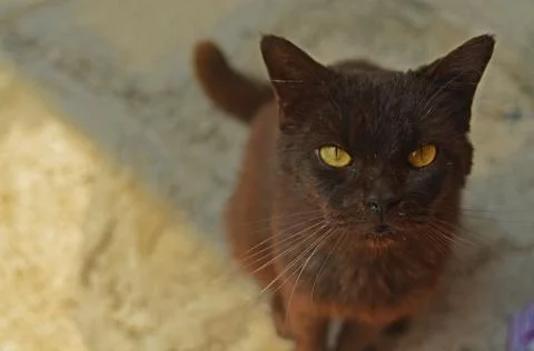 Black cat Stock Photos