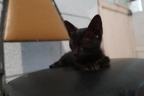 Black cat Stock Photos