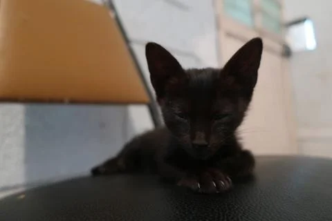 Black cat Stock Photos