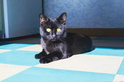 Black cat Stock Photos