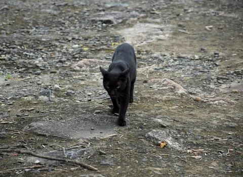 Black cat Stock Photos