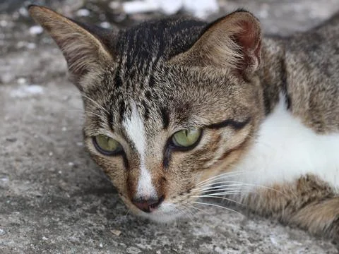 Black cat 스톡 사진