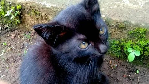 A Black Cat Stock Photos