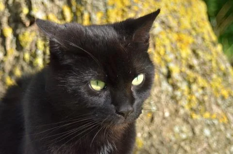 Black cat Stock-Fotos