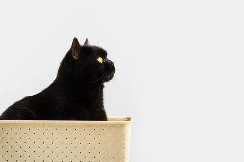 Black cat Stock Photos