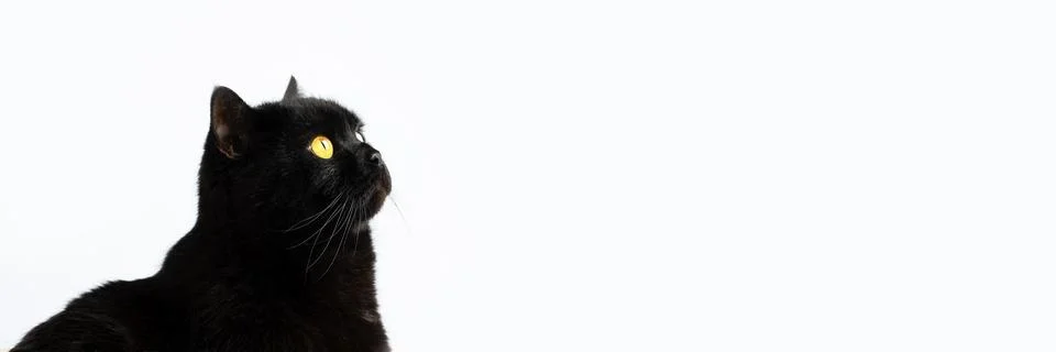Black cat Stock Photos