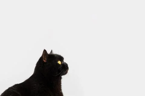 Black cat Stock Photos