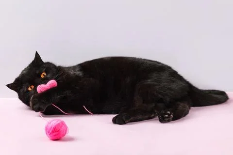 Black cat Stock Photos