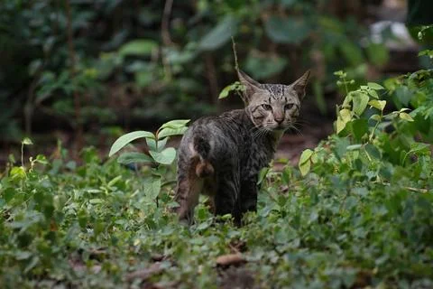 Black cat Stock Photos