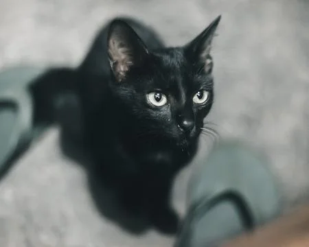 Black Cat Stock Photos