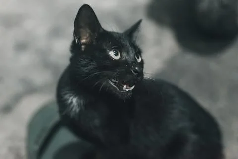 Black cat Stock Photos
