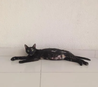 Black cat Foto stock