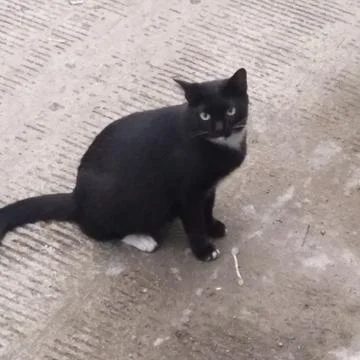 Black cat Stock Photos