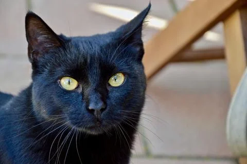 Black cat Stock Photos