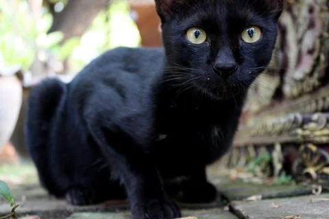 Black cat. Stock Photos