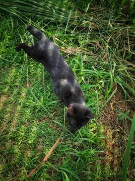 Black cat Stock-Fotos