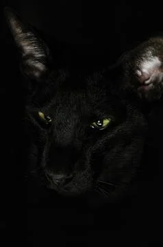 Black cat Stock Photos