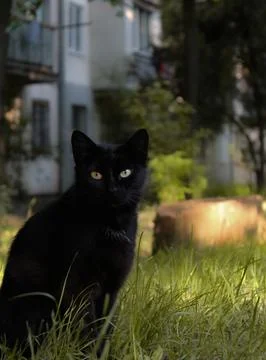 Black cat Stock Photos